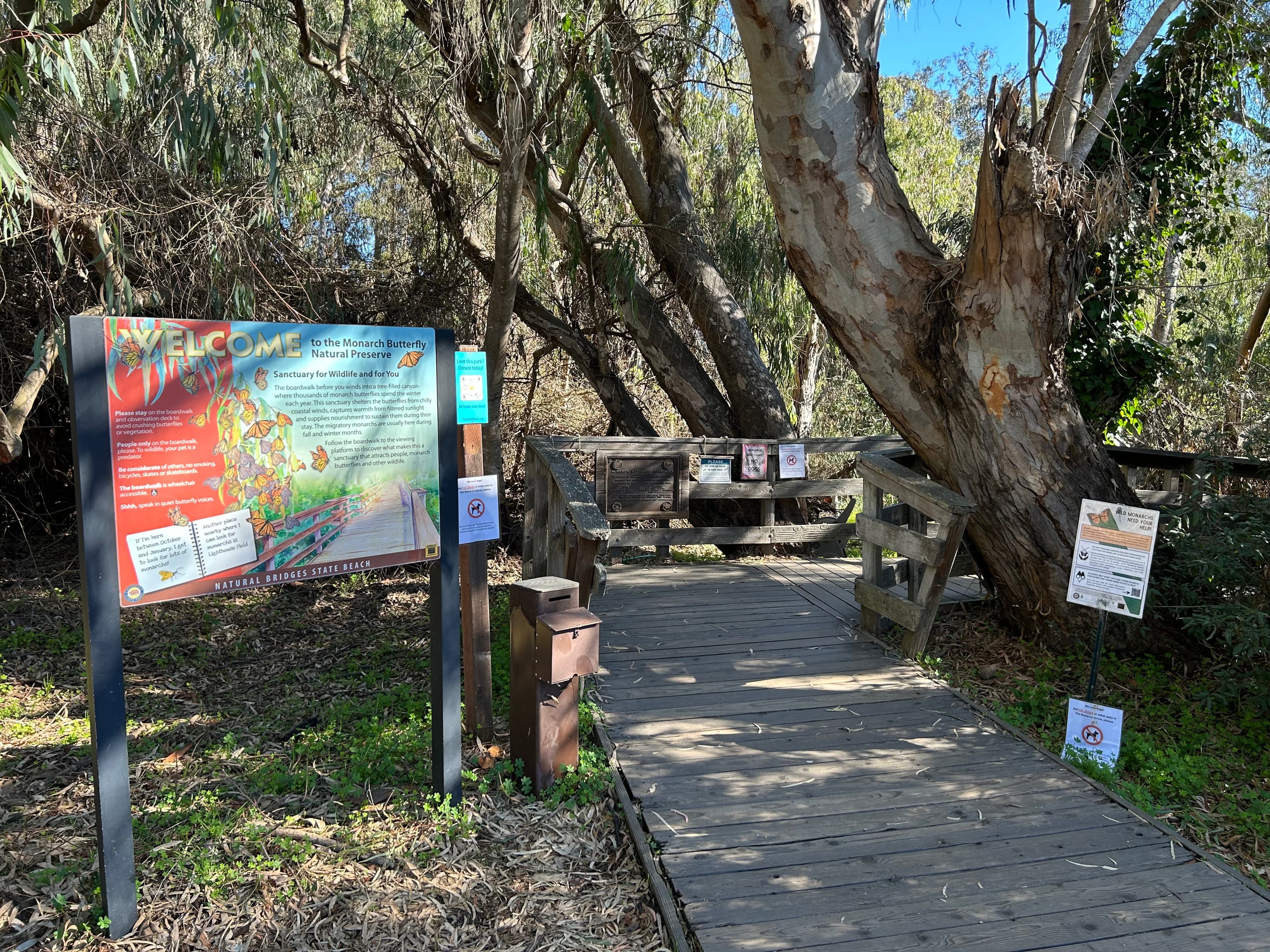 Natural Bridges Monarch Grove (Peak Season)